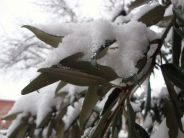 Allarme gelo: come proteggere le piante dallemergenza freddo