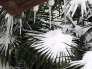 Allarme gelo: come proteggere le piante dallemergenza freddo