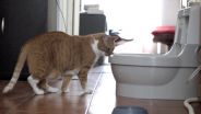 CatGenie, la lettiera per gatti autopulente provata da Matteo Bordone e dalla gatta Fiona